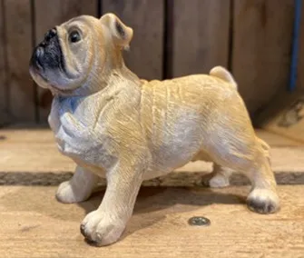 Miniature Bulldog Coloured